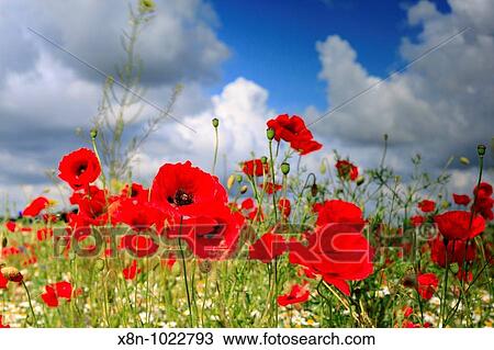 Red poppies field, near Vladimir-Volynsky, Volyn oblast, Ukraine View Large Photo Image Stock Image - Red poppies field, near Vladimir-Volynsky, Volyn oblast, Ukraine. Fotosearch
