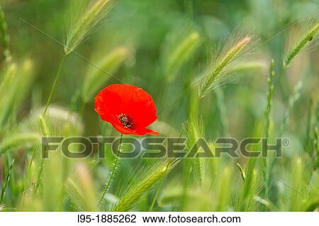 Red Poppies Papapver rhoeas in Wheat field, Spain View Large Photo Image Stock Image - Red Poppies Papapver rhoeas in Wheat field, Spain. Fotosearch