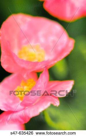 Red Poppy Flower and buds. Corn Poppy, Shirley Poppy, Flanders Poppy. Papaver rhoeas. July 2006. Maryland, USA. View Large Photo Image Stock Photograph - Red Poppy Flower and buds. Corn Poppy, Shirley Poppy, Flanders Poppy. Papaver rhoeas. July 2006. Maryland, USA.. Fotosearch