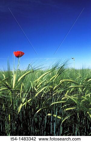 Red poppy flower in field of barley. View Large Photo Image Stock Image - Red poppy flower in field of barley.. Fotosearch