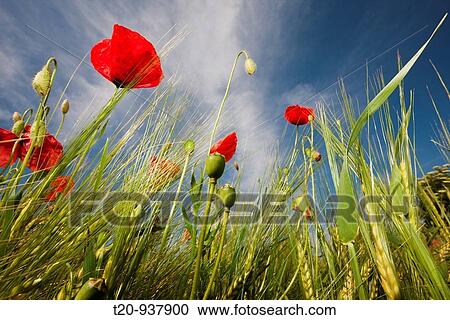 Red Poppy in Corn Field, Papaver rhoeas, Munich, Bavaria, Germany View Large Photo Image Stock Image - Red Poppy in Corn Field, Papaver rhoeas, Munich, Bavaria, Germany. Fotosearch