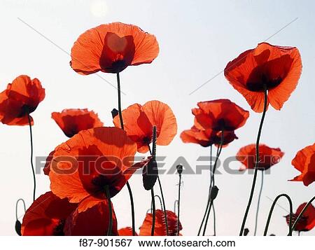 Red Poppy, Papaver rhoeas in flower meadow, Bulgaria View Large Photo Image Stock Photo - Red Poppy, Papaver rhoeas in flower meadow, Bulgaria. Fotosearch