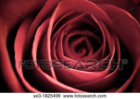 Stock Photo - Red rose. Fotosearch