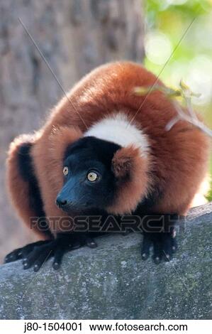 Stock Image - Red, ruffed lemur (Varecia variegata). Fotosearch