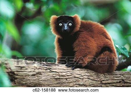 Red-ruffed Lemur (Varecia variegata rubra). Madagascar View Large Photo Image Stock Photo - Red-ruffed Lemur (Varecia variegata rubra). Madagascar. Fotosearch