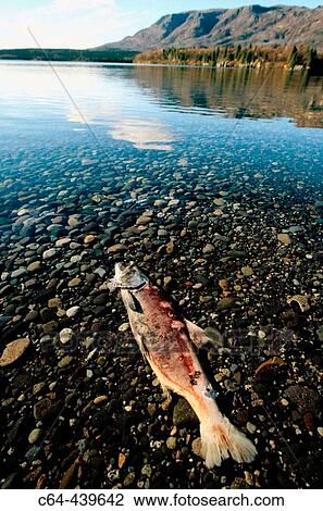 Red salmon (Oncorhynchus nerka) dead after spawning. Katmai national park. Alaska. USA View Large Photo Image Stock Image - Red salmon (Oncorhynchus nerka) dead after spawning. Katmai national park. Alaska. USA. Fotosearch