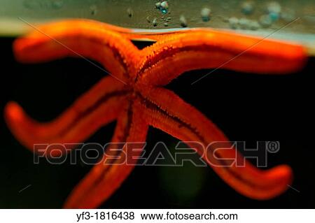 Red, Sea star, Asteroidea, Echinoderms View Large Photo Image Stock Photo - Red, Sea star, Asteroidea, Echinoderms. Fotosearch