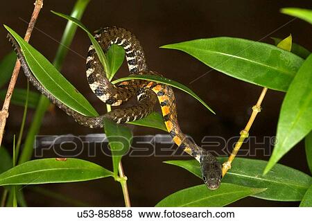 Stock Photo - Red-sided or Triangle Keelback, Xenochrophis trianguligera, Danum Valley, Sabah, Borneo, Malaysia. Fotosearch