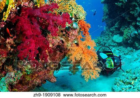 Red soft coral, Labuan Layang Layang, Red Sea, Egypt, Africa View Large Photo Image Stock Photo - Red soft coral, Labuan Layang Layang, Red Sea, Egypt, Africa. Fotosearch