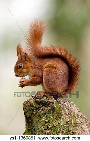 RED SQUIRREL sciurus vulgaris, ADULT EATING HAZELNUT, NORMANDY View Large Photo Image Stock Image - RED SQUIRREL sciurus vulgaris, ADULT EATING HAZELNUT, NORMANDY. Fotosearch
