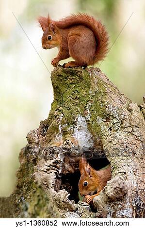 RED SQUIRREL sciurus vulgaris, ADULT EATING HAZELNUT AT NEST ENTRANCE, NORMANDY View Large Photo Image Stock Image - RED SQUIRREL sciurus vulgaris, ADULT EATING HAZELNUT AT NEST ENTRANCE, NORMANDY. Fotosearch