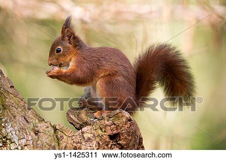 RED SQUIRREL sciurus vulgaris, ADULT EATING HAZELNUT, NORMANDY IN FRANCE View Large Photo Image Stock Image - RED SQUIRREL sciurus vulgaris, ADULT EATING HAZELNUT, NORMANDY IN FRANCE. Fotosearch
