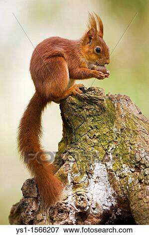 Red Squirrel, sciurus vulgaris, Adult standing on Stump, Eating Hazelnut, Normandy View Large Photo Image Stock Photo - Red Squirrel, sciurus vulgaris, Adult standing on Stump, Eating Hazelnut, Normandy. Fotosearch