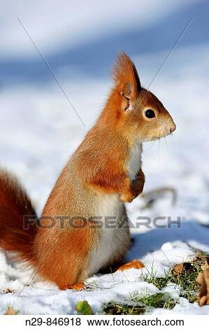 Red Squirrel (Sciurus vulgaris), Germany View Large Photo Image Stock Photo - Red Squirrel (Sciurus vulgaris), Germany. Fotosearch