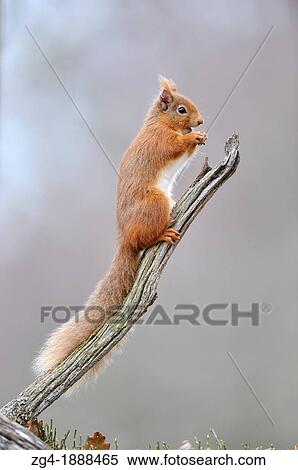 Stock Photography - Red Squirrel, Sciurus vulgaris, in oak woodland, Cairngorms, Scotland. Fotosearch
