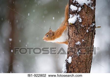 Red Squirrel Sciurus vulgaris in winter coat in snow Scotland January View Large Photo Image Stock Image - Red Squirrel Sciurus vulgaris in winter coat in snow Scotland January. Fotosearch