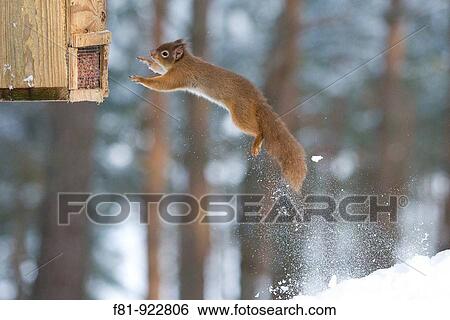 Red Squirrel Sciurus vulgaris leaping from snow covered log onto bird feeder Scotland January View Large Photo Image Stock Photograph - Red Squirrel Sciurus vulgaris leaping from snow covered log onto bird feeder Scotland January. Fotosearch