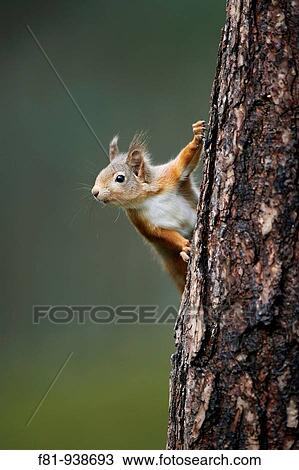 Red Squirrel Sciurus vulgaris peering around pine tree Scotland Decmber 2007 View Large Photo Image Stock Image - Red Squirrel Sciurus vulgaris peering around pine tree Scotland Decmber 2007. Fotosearch