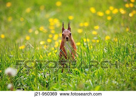 Red squirrel Sciurus vulgaris sitting on a lawn in Sweden View Large Photo Image Stock Photo - Red squirrel Sciurus vulgaris sitting on a lawn in Sweden. Fotosearch