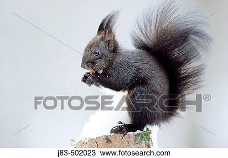Red Squirrel (Sciurus vulgaris) View Large Photo Image Stock Image - Red Squirrel (Sciurus vulgaris). Fotosearch