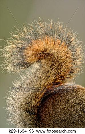 Red Squirrel Tamiasciurus hudsonicus detail of squirrel tail View Large Photo Image Stock Photograph - Red Squirrel Tamiasciurus hudsonicus detail of squirrel tail. Fotosearch