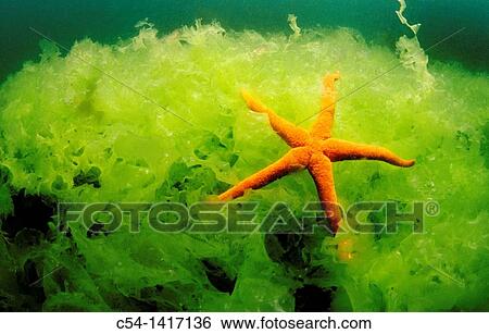 Red Starfish (Echinaster sepositus) on Sea Lettuce (Ulva rigida), Eastern Atlantic, Galicia, Spain View Large Photo Image Stock Photograph - Red Starfish (Echinaster sepositus) on Sea Lettuce (Ulva rigida), Eastern Atlantic, Galicia, Spain. Fotosearch