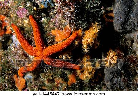 Red Starfish (Echinaster sepositus) clinging to a rock, Marseille, France. View Large Photo Image Stock Photo - Red Starfish (Echinaster sepositus) clinging to a rock, Marseille, France.. Fotosearch