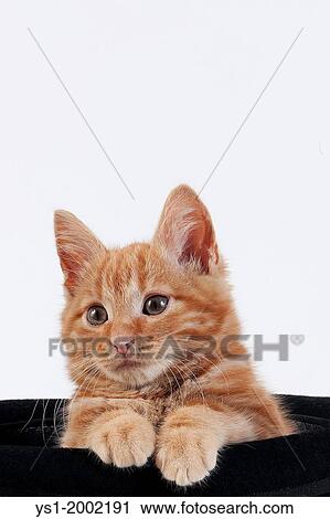 Red Tabby Domestic Cat, Kitten playing in Hat against White Background. View Large Photo Image Stock Image - Red Tabby Domestic Cat, Kitten playing in Hat against White Background.. Fotosearch