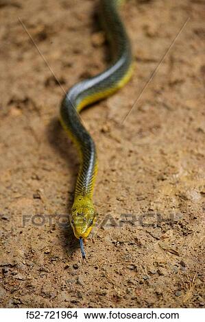 Red-tailed Green Ratsnake (Gonyosoma oxycephalum), Danum Valley Conservation Area. Sabah, Borneo, Malaysia View Large Photo Image Picture - Red-tailed Green Ratsnake (Gonyosoma oxycephalum), Danum Valley Conservation Area. Sabah, Borneo, Malaysia. Fotosearch