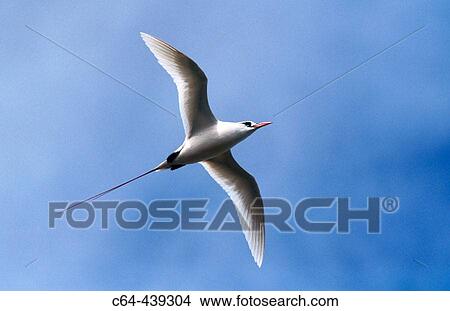 Red-tailed Tropicbird (Phaeton rubricauda). Kauai island. Hawai View Large Photo Image Picture - Red-tailed Tropicbird (Phaeton rubricauda). Kauai island. Hawai. Fotosearch