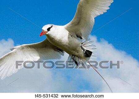 Red tailed Tropicbird (Phaeton rubricauda). Seychelles View Large Photo Image Stock Image - Red tailed Tropicbird (Phaeton rubricauda). Seychelles. Fotosearch