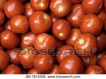 red tomatoes Solanum lycopersicum many forming a pattern, And? valo, Sierra de Aracena, Huelva, Andaluc? a, Spain, Europe View Large Photo Image Stock Photograph - red tomatoes Solanum lycopersicum many forming a pattern, And? valo, Sierra de Aracena, Huelva, Andaluc? a, Spain, Europe. Fotosearch