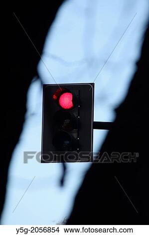 Picture - red traffic light seen through tree branches. Fotosearch