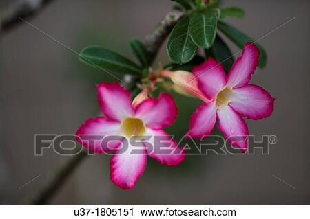 Stock Image - Red tropical flowers. Image taken at home garden, Kuching, Sarawak, Malaysia.. Fotosearch