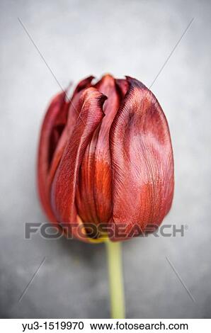 Red tulip flower on a grey background View Large Photo Image Stock Image - Red tulip flower on a grey background. Fotosearch