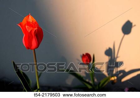 Red tulip throws shadows on the wall View Large Photo Image Stock Image - Red tulip throws shadows on the wall. Fotosearch