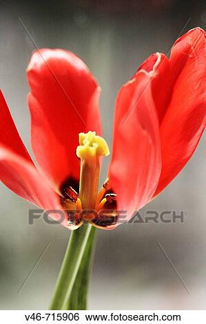 Red tulip with blown petals against a clouded surface View Large Photo Image Stock Photograph - Red tulip with blown petals against a clouded surface. Fotosearch