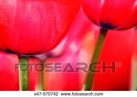 Red Tulips close-up. Tulipa hybrid, April 2006. Maryland, USA View Large Photo Image Stock Image - Red Tulips close-up. Tulipa hybrid, April 2006. Maryland, USA. Fotosearch
