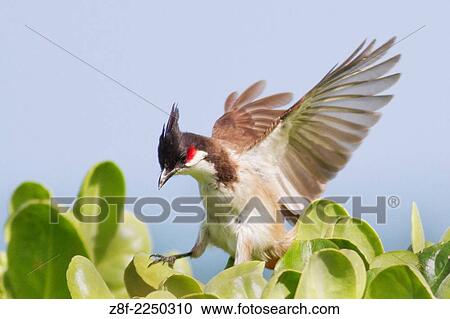 Stock Image - Red-Whiskered Bulbul landing (Pycnonotus focosus) Oahu, Hawaii.. Fotosearch
