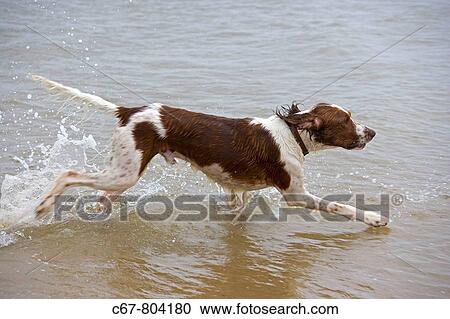Red-white Setter in the Sea Norfolk UK View Large Photo Image Stock Image - Red-white Setter in the Sea Norfolk UK. Fotosearch