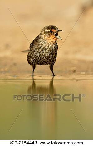 Red-winged blackbird (Agelaius phoeniceus) female, Rio Grande City, Texas, USA. View Large Photo Image Stock Image - Red-winged blackbird (Agelaius phoeniceus) female, Rio Grande City, Texas, USA.. Fotosearch