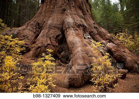Red wood Tree in Yosemite National Park, California. View Large Photo Image Stock Photo - Red wood Tree in Yosemite National Park, California.. Fotosearch