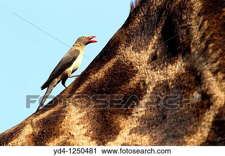 Redbilled oxpecker Buphagus erythrorhynchus, on the giraffe Giraffe camelopardalis, Kruger National Park, South Africa View Large Photo Image Stock Image - Redbilled oxpecker Buphagus erythrorhynchus, on the giraffe Giraffe camelopardalis, Kruger National Park, South Africa. Fotosearch