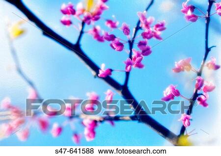 Stock Photo - Redbud Blossom. Cercis canadensis. April 2007. Maryland, USA.. Fotosearch