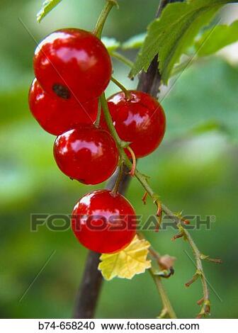 Redcurrants (Ribes rubrum) View Large Photo Image Stock Image - Redcurrants (Ribes rubrum). Fotosearch