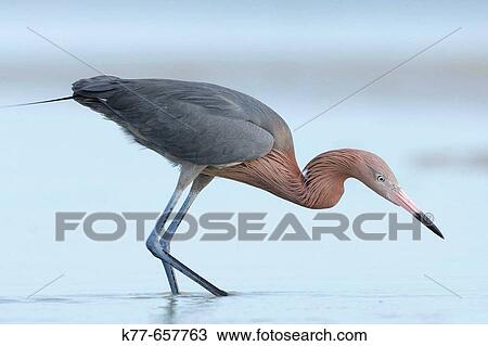 Reddish Egret (Egretta rufescens), dark morph, fishing in a lagoon. Florida, USA. View Large Photo Image Stock Image - Reddish Egret (Egretta rufescens), dark morph, fishing in a lagoon. Florida, USA.. Fotosearch