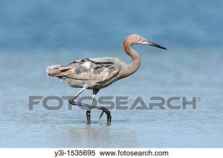 Reddish Egret Egretta rufescens - Juvenile, at Fort Desoto Park, Tierra Verde, Florida, USA View Large Photo Image Stock Photography - Reddish Egret Egretta rufescens - Juvenile, at Fort Desoto Park, Tierra Verde, Florida, USA. Fotosearch