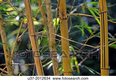 Redeem Bamboo Garden, Singai, Sarawak, Malaysia. View Large Photo Image Picture - Redeem Bamboo Garden, Singai, Sarawak, Malaysia.. Fotosearch