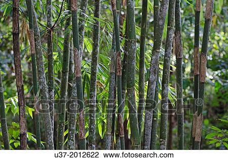 Redeem Bamboo Garden, Singai, Sarawak, Malaysia. View Large Photo Image Stock Image - Redeem Bamboo Garden, Singai, Sarawak, Malaysia.. Fotosearch