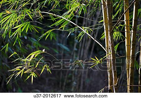 Stock Photo - Redeem Bamboo Garden, Singai, Sarawak, Malaysia.. Fotosearch